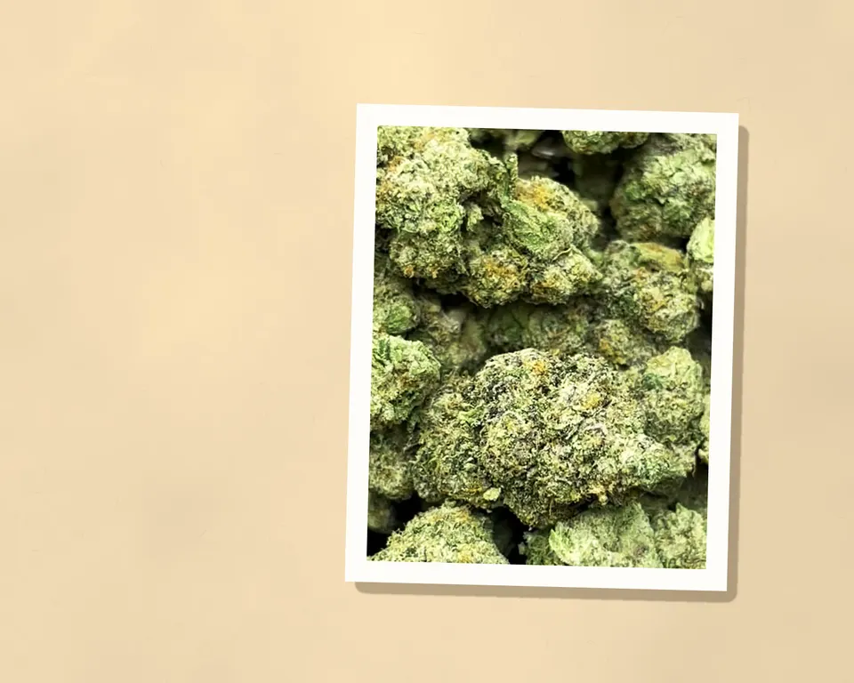 Cream Smoothie THCA flower out of the bag, close up