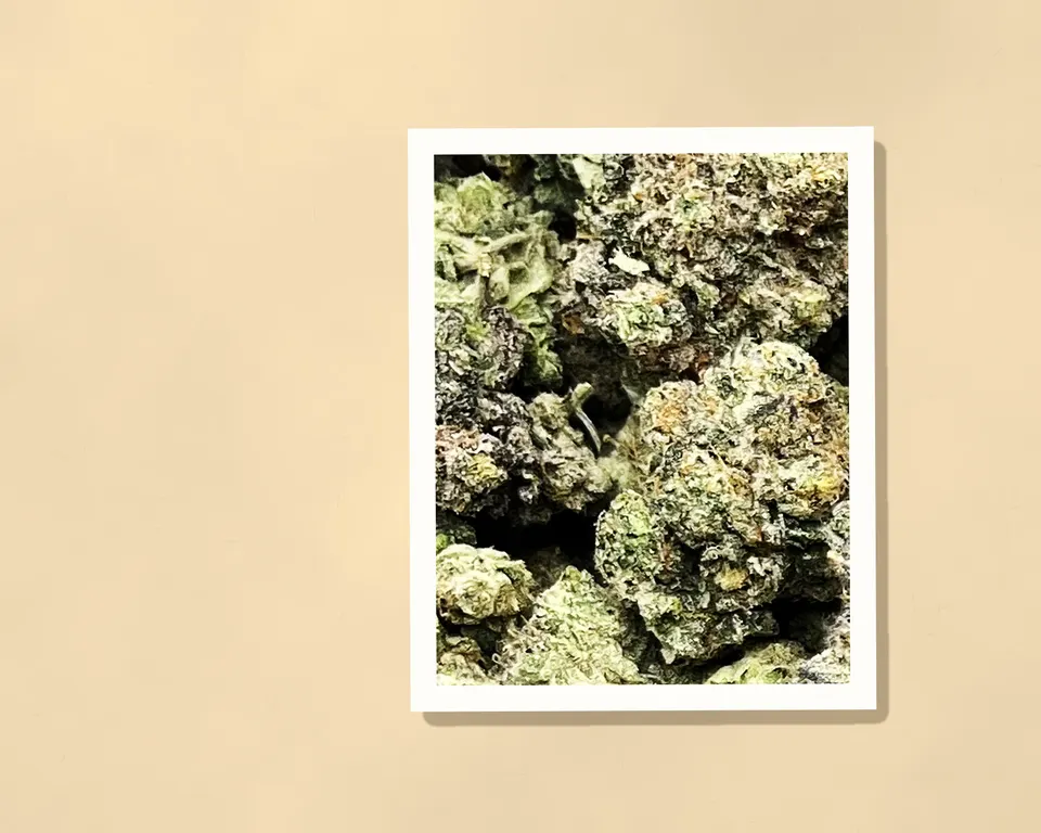 LA Push Pop THCA flower out of the bag, close up