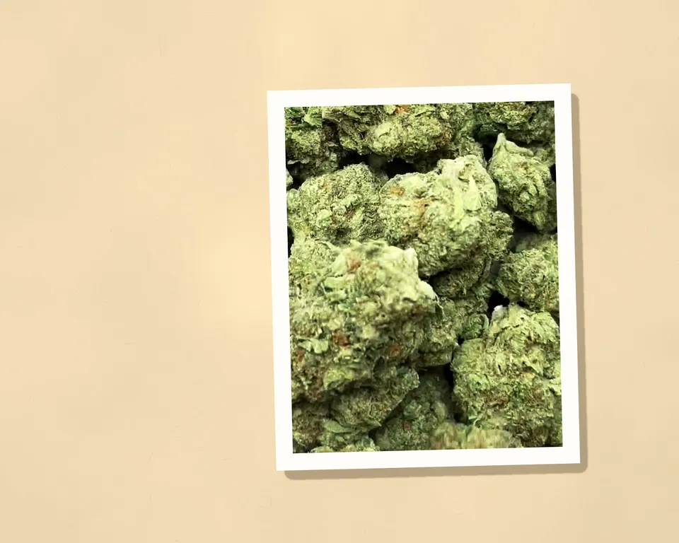 Pineapple Express THCA flower out of the bag, close up