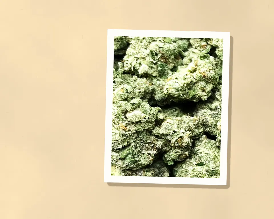 Spash THCA flower out of the bag, close up