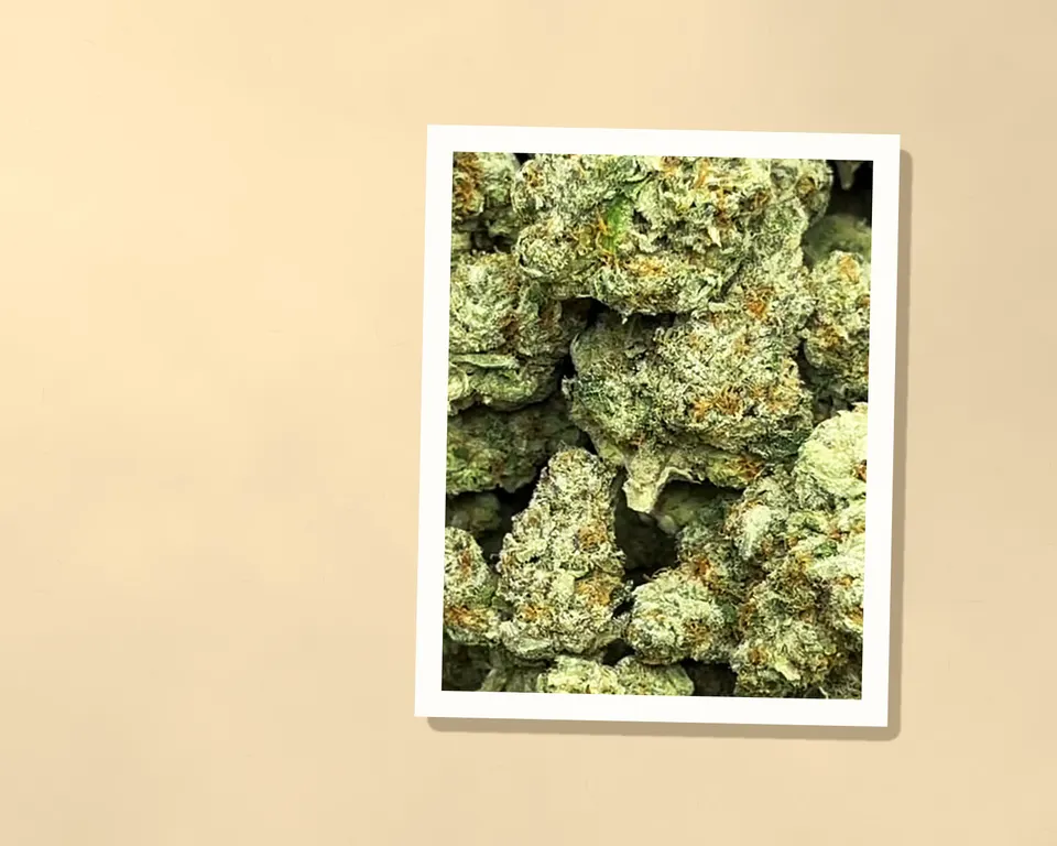 White Runtz THCA flower out of the bag, close up