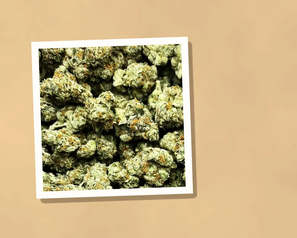 White Runtz THCA flower on kraft paper, indoor