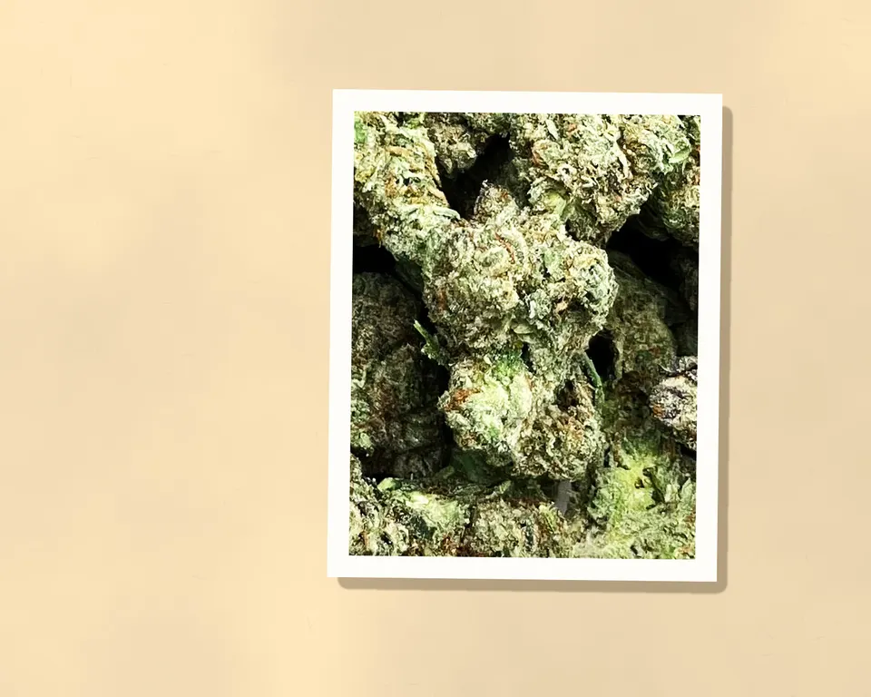 White Russian THCA flower out of the bag, close up